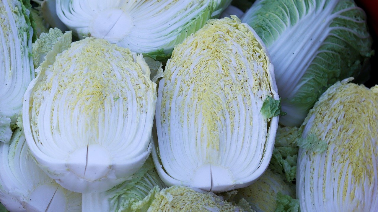お鍋に欠かせない「白菜」は冬こそ食べたい野菜！