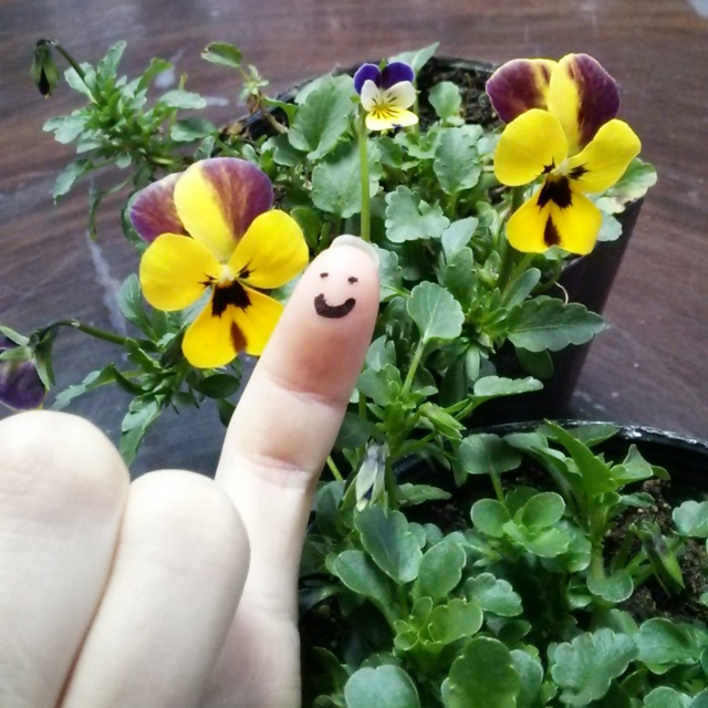 みやざきにひらり、恋する遊蝶花