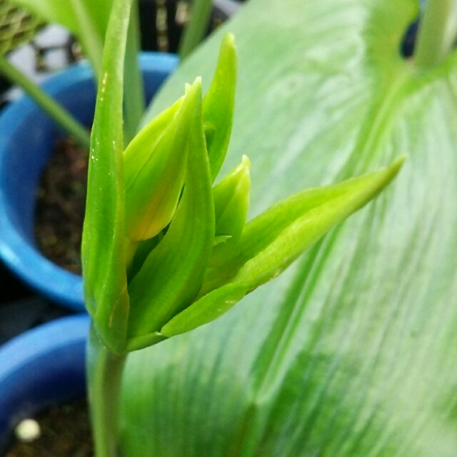 お待たせいたしました！ユーチャリス花付き株、再販です♡