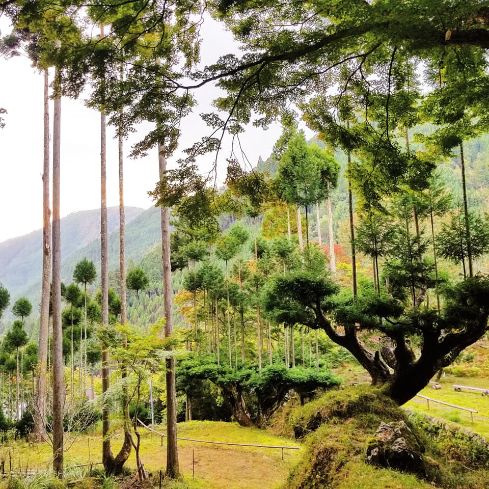 京都発祥の 北山台杉 を着たくなった 季節の鉢物屋 つぎ木