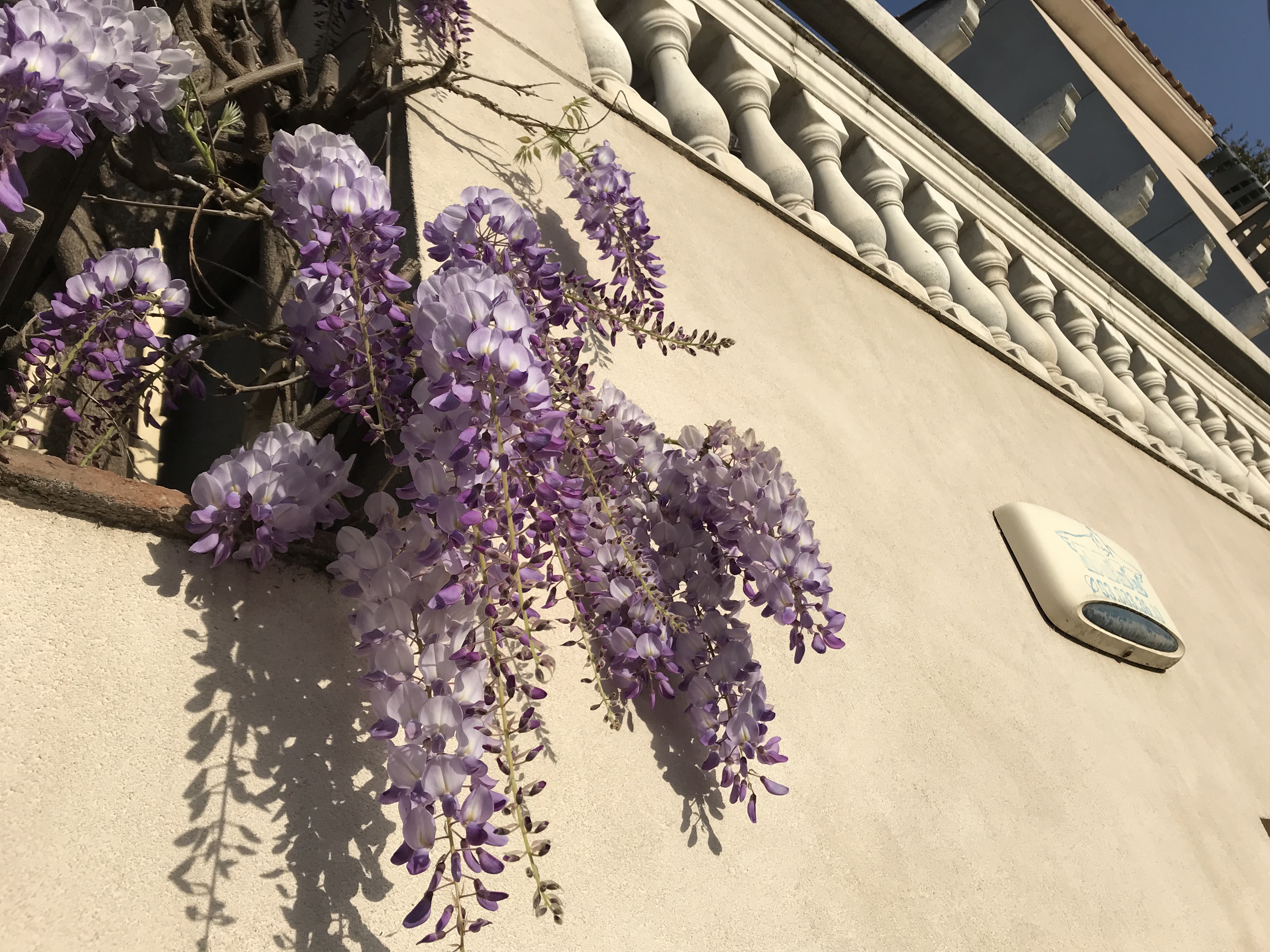 藤の花