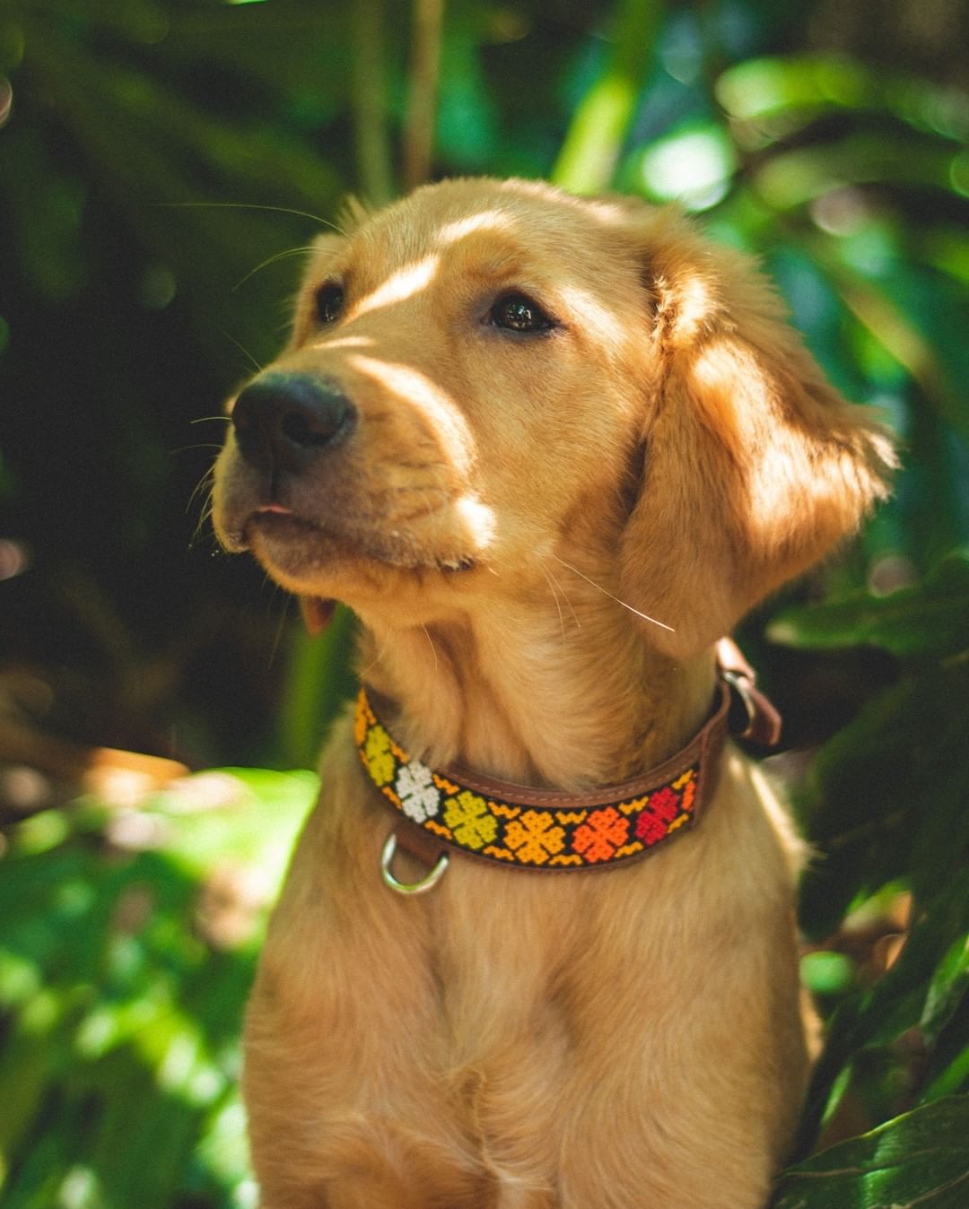 ☆メキシコから直輸入☆ビーズ細工職人手作り！カラフルな犬用首輪 | MEXAKI Tokyo