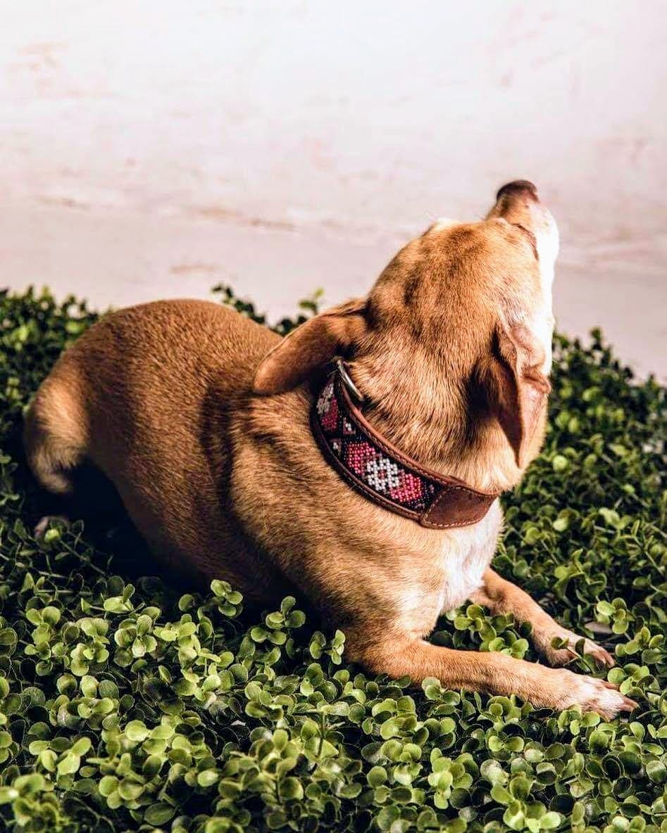 犬の首輪★メキシコのウイチョル族ハンドメイド★
