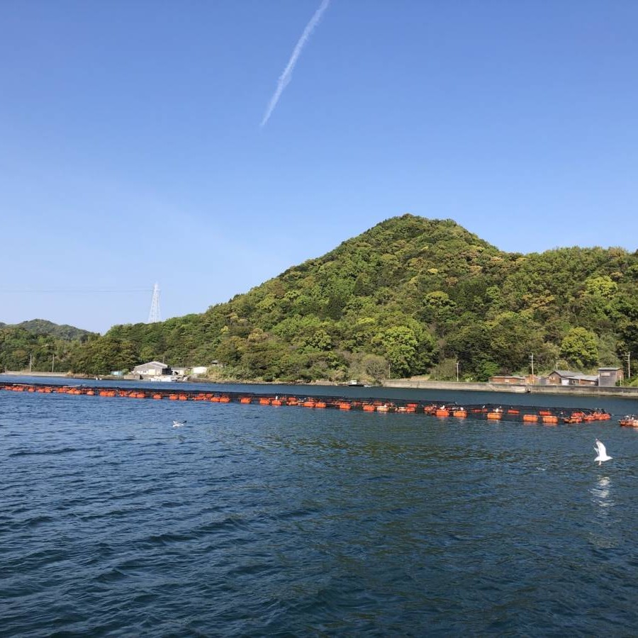 【豊後水道ふぐ　柳井商店】オンラインショップをオープンいたしました。