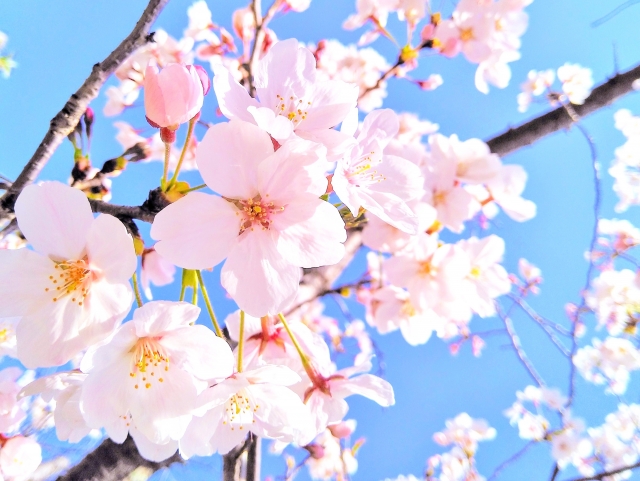 桜の開花宣言がされました。