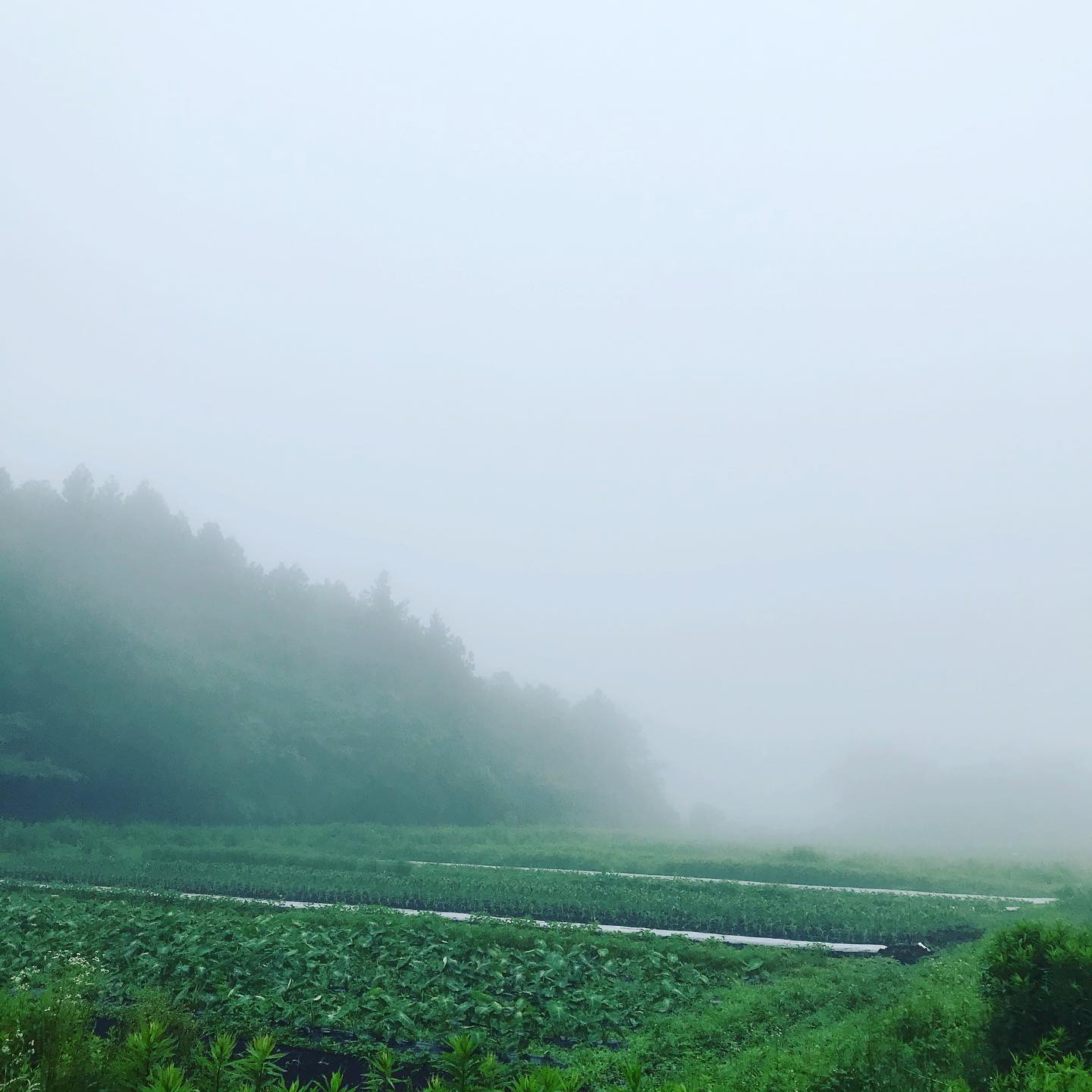 無肥料・無農薬「自然米」で那須高原の朝ごはんをどうぞ！