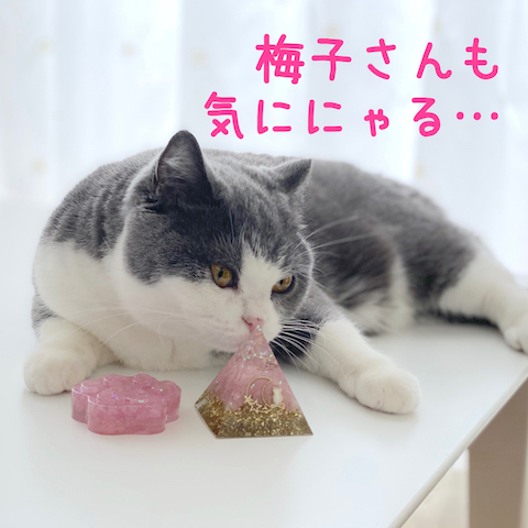 猫好きさんのためのオルゴナイト(=^ェ^=)