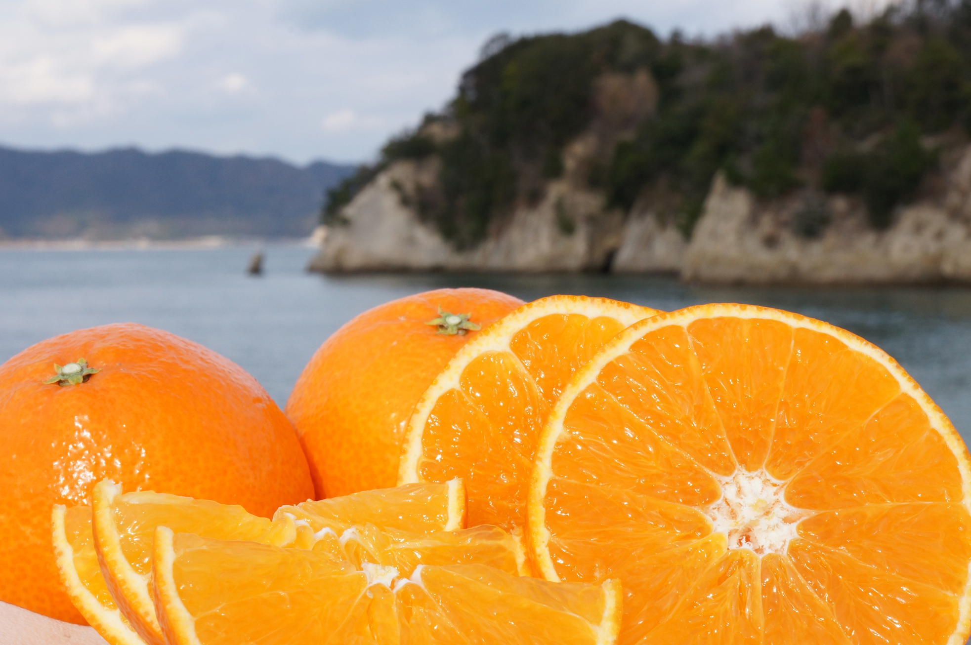 ゼリーのような食感の柑橘「瀬戸のまどんな」の秘密を大解剖！