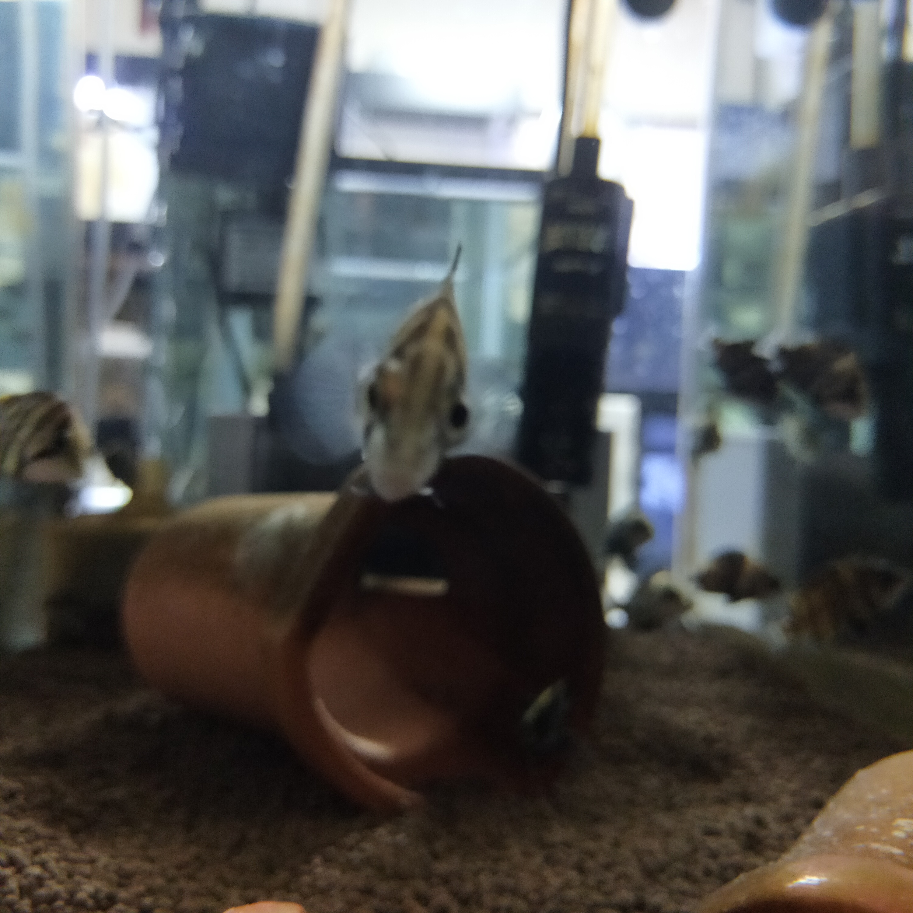 飼育してみたい魚 ダトニオ編 熱帯魚専門店 アクアショップ ピラルク本店 飼育してみたい魚 ダトニオ編 熱帯魚専門店 アクアショップ ピラルク本店