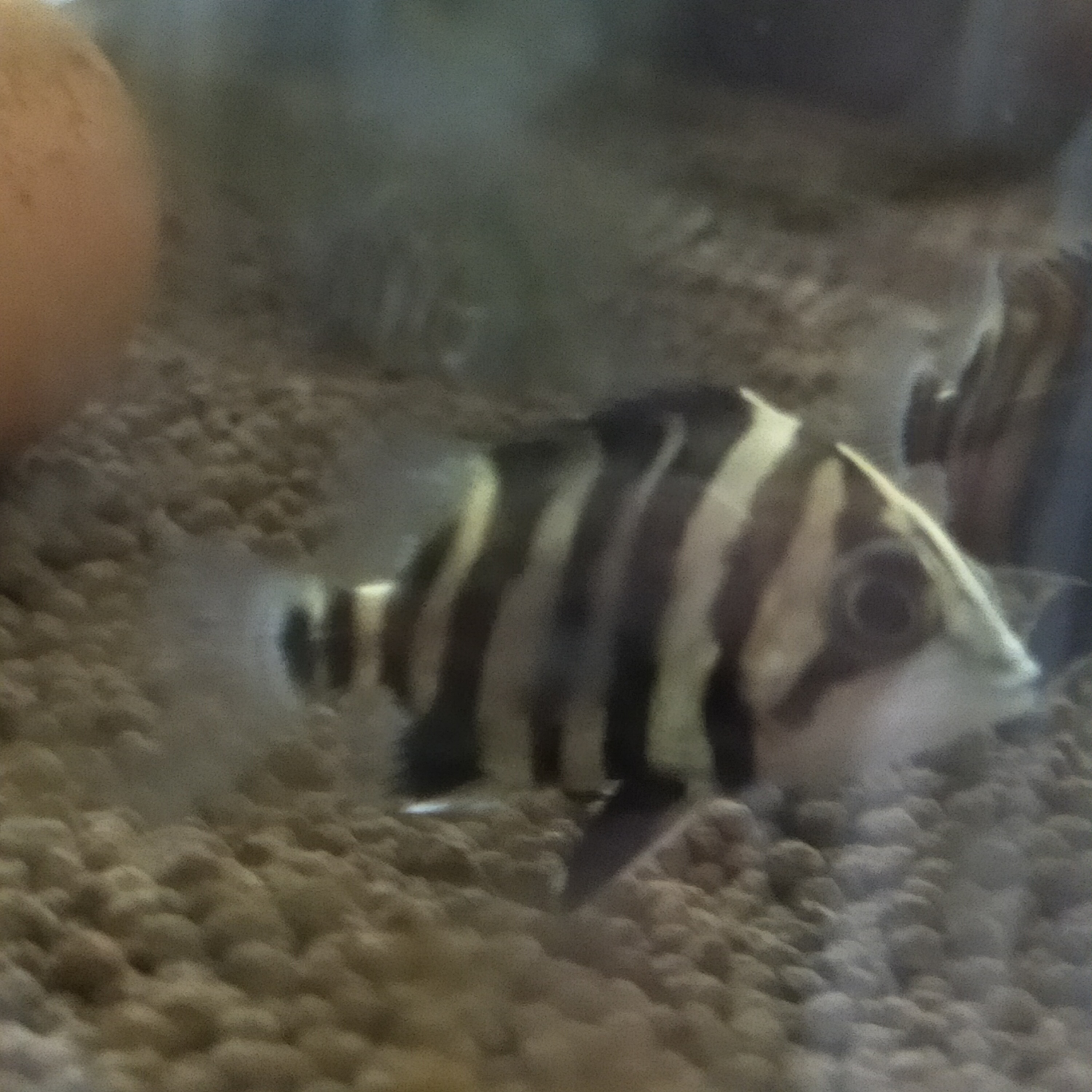 飼育してみたい魚 ダトニオ編 熱帯魚専門店 アクアショップ ピラルク本店 飼育してみたい魚 ダトニオ編 熱帯魚専門店 アクアショップ ピラルク本店
