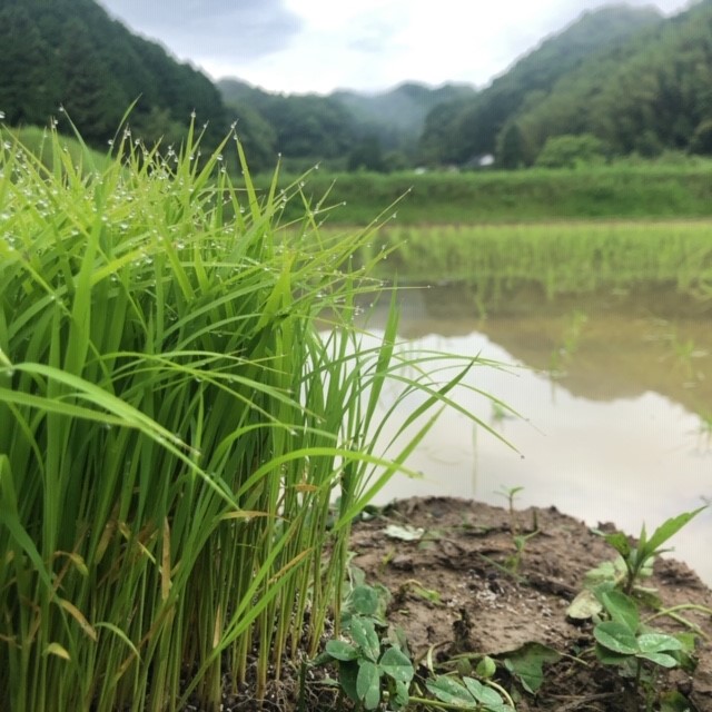 山香のお米農家さんが作った山香の新米【先行予約始めました】