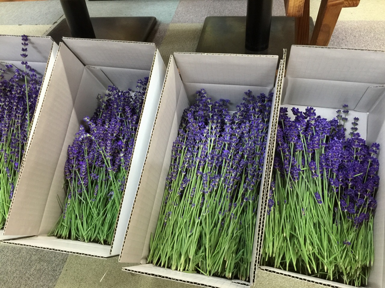 とても貴重なラベンダーの切り花 長野県から 旬のラベンダー生花 をお届けします 夢農場 信州 安曇野 池田町