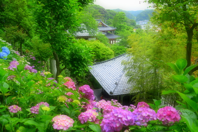 鎌倉の紫陽花　梅雨に向けて紫陽花と共に、青磁の鮮やかな器とおうちごはんを楽しんでみませんか