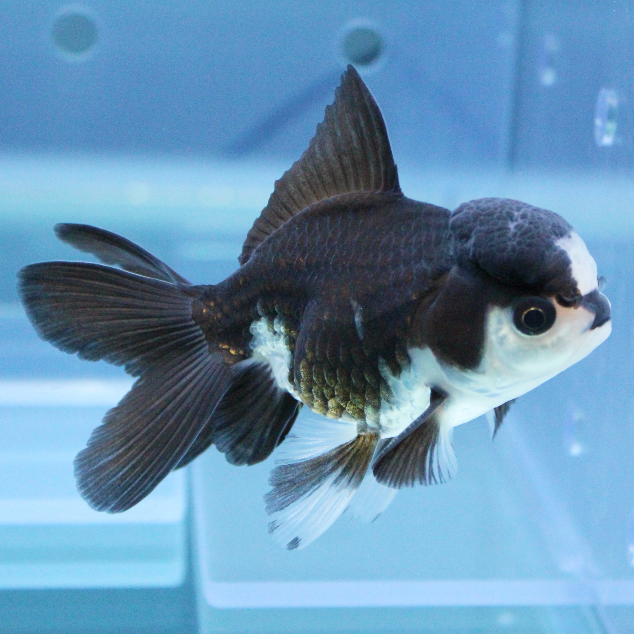 お家の中に癒やしを与えてくれる存在を 金魚 熱帯魚専門店 Aquapro H お家の中に癒やしを与えてくれる存在を 金魚 熱帯魚専門店 Aquapro H