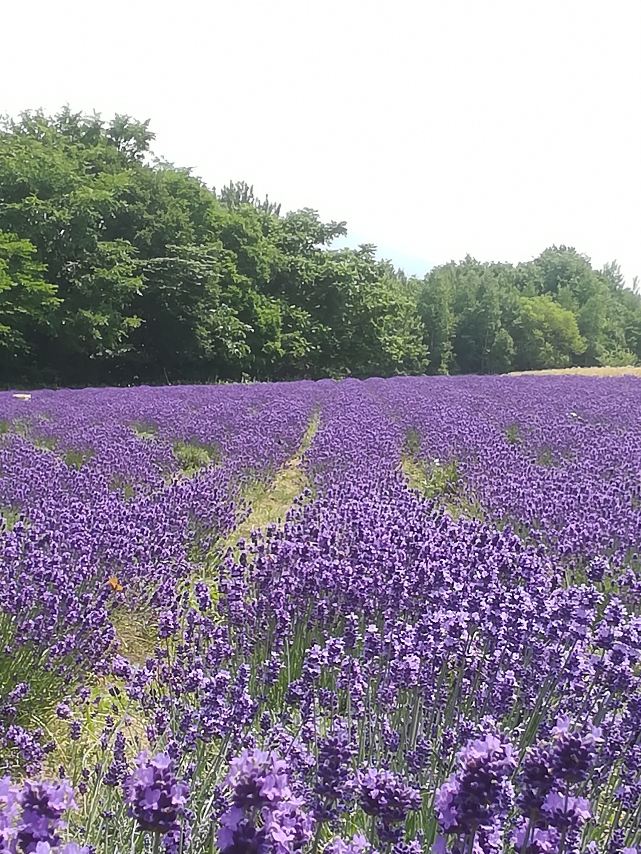 北海道の風を感じる夏の香り　栽培期間中農薬をつかわずに育てたラベンダー生花
