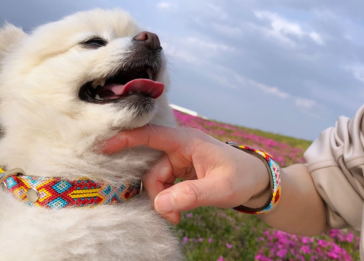 愛犬を輝かせるカラフルで可愛い犬の首輪 犬の首輪 おしゃれで可愛い 通販サイト Junto フント