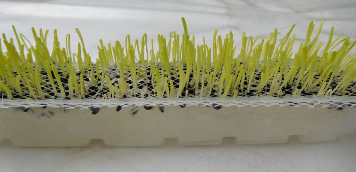 自宅でお手軽 芽ねぎのテーブル菜園はいかがですか Base Mag