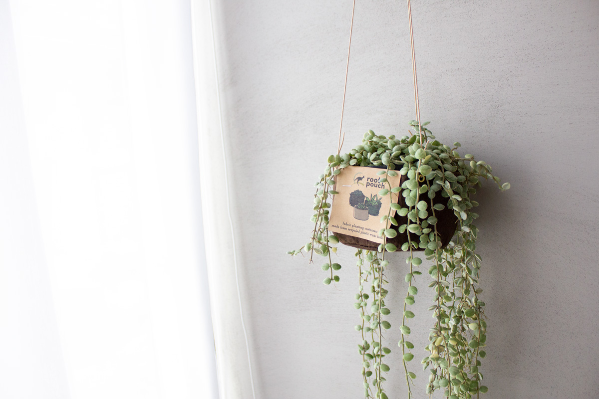 ［吊るして育てる植物］室内で簡単に育てられるディスキディアとハンギング布プランターのセット