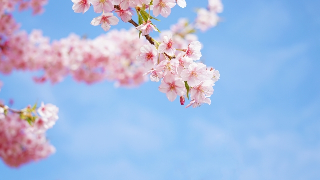 春分を迎え、桜の開花と共に季節を感じられる和菓子を楽しんでみてはいかがでしょう