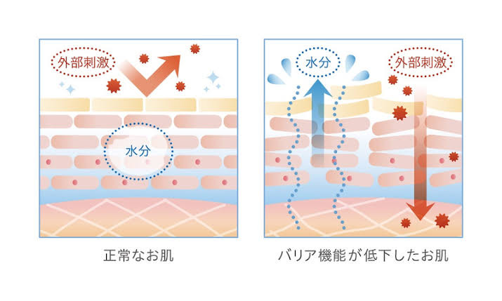 夏こそクリームをつける習慣がポイント！