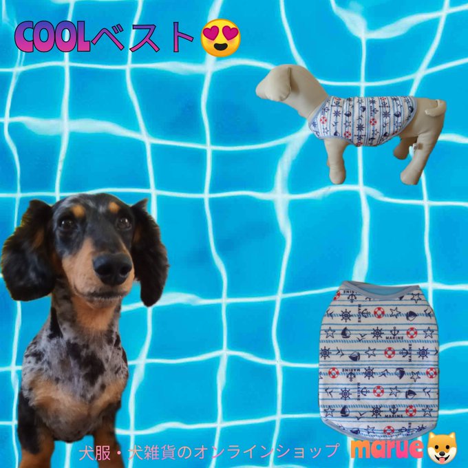 まだまだこの時期欠かせない✨犬用ベスト🐶そしてお知らせです🎶