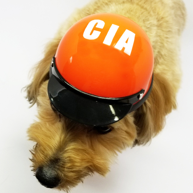 自慢の愛犬が!?一家に一CIAの安心感。