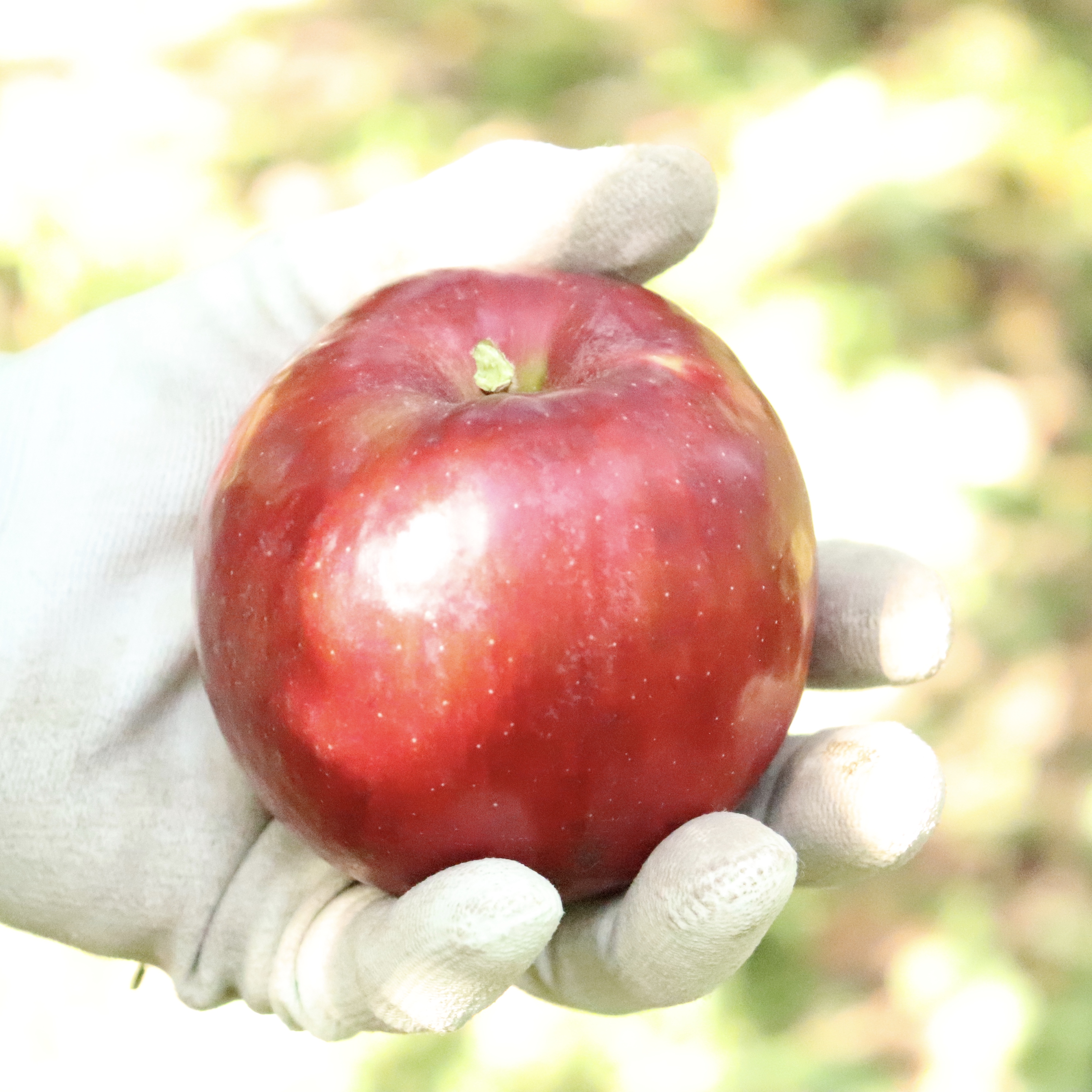 アップルパイ作りにぴったりのりんごの季節がやってきました！