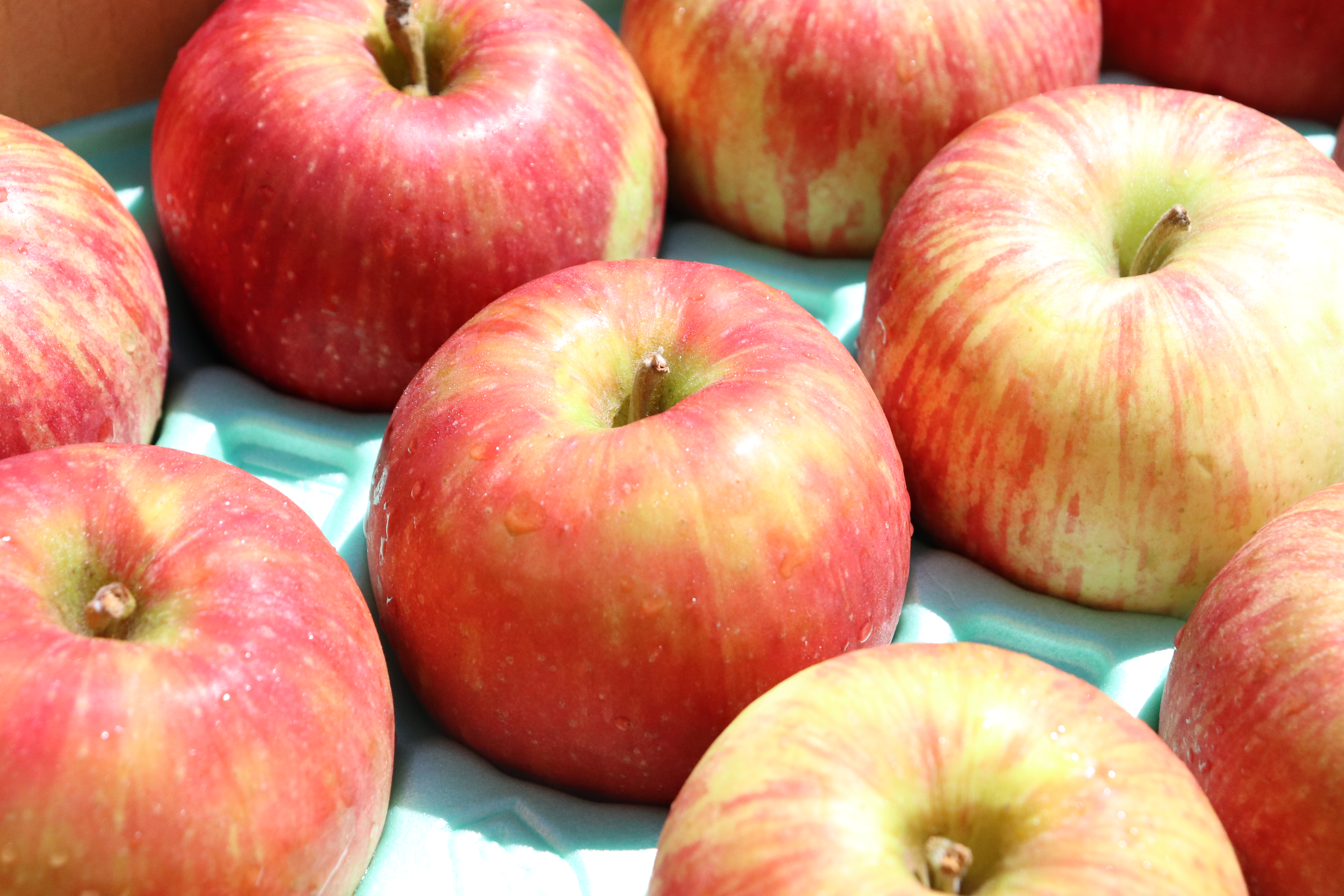 夏が旬のりんご「つがる」を味わってください。