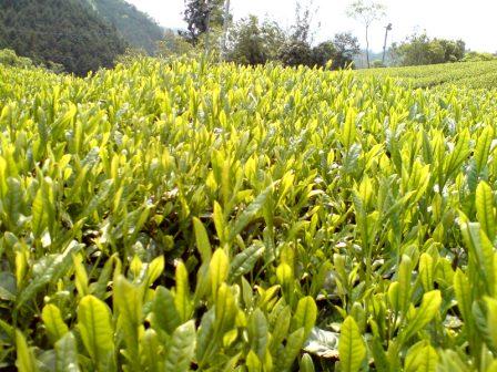 Ｓ50年から無農薬栽培した「朝宮茶」手摘み新茶が出ました！