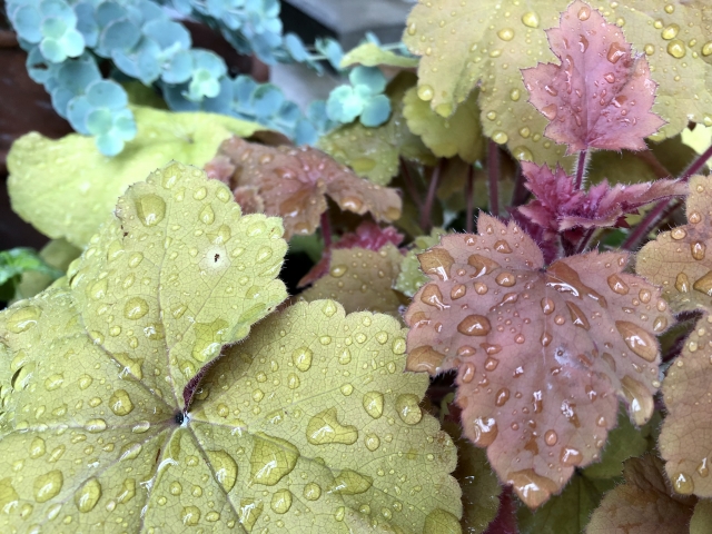 【観葉植物】梅雨が長引く季節のお手入れ方法！