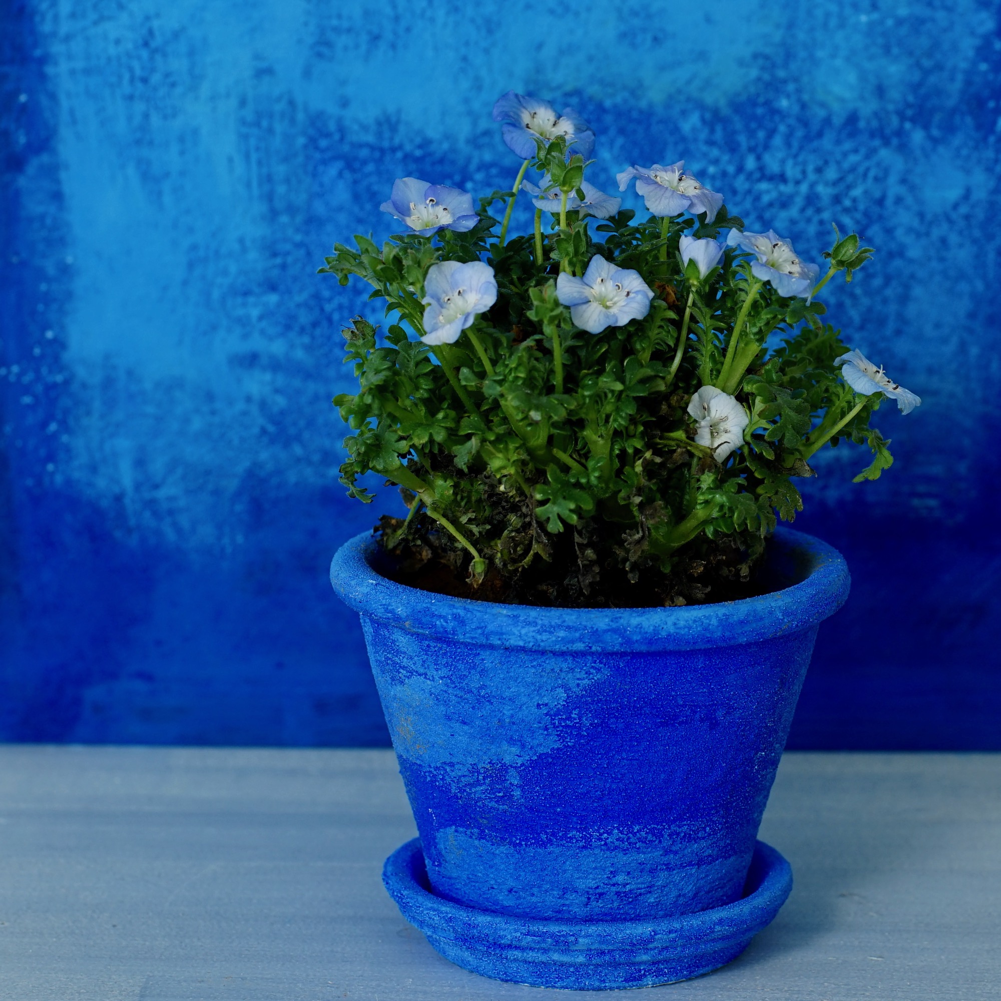 ネモフィラに合う青い植木鉢