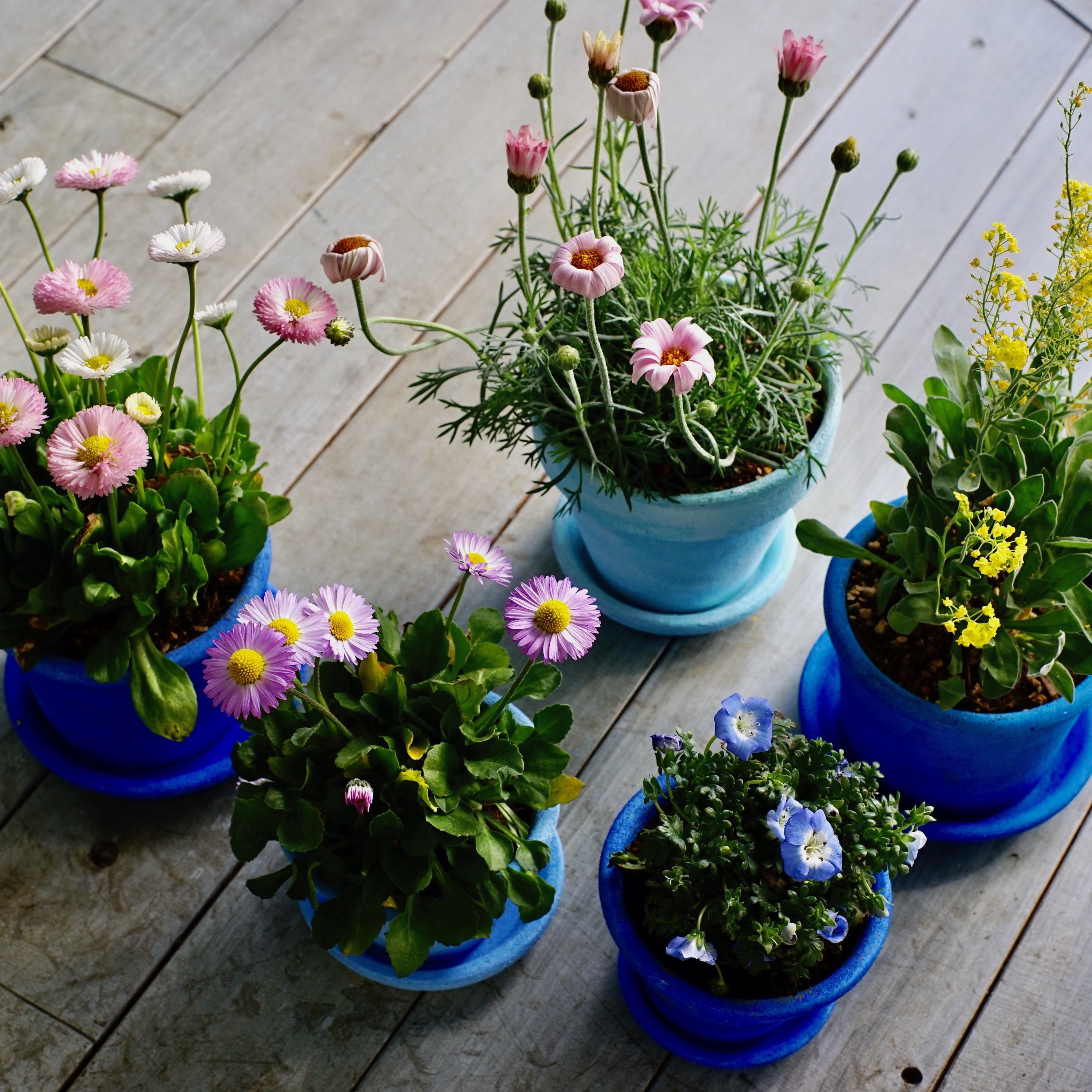 春色の植木鉢で、お部屋に花を咲かせましょう