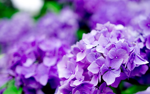 浴衣と紫陽花の花言葉 | 静京 オンラインショップ
