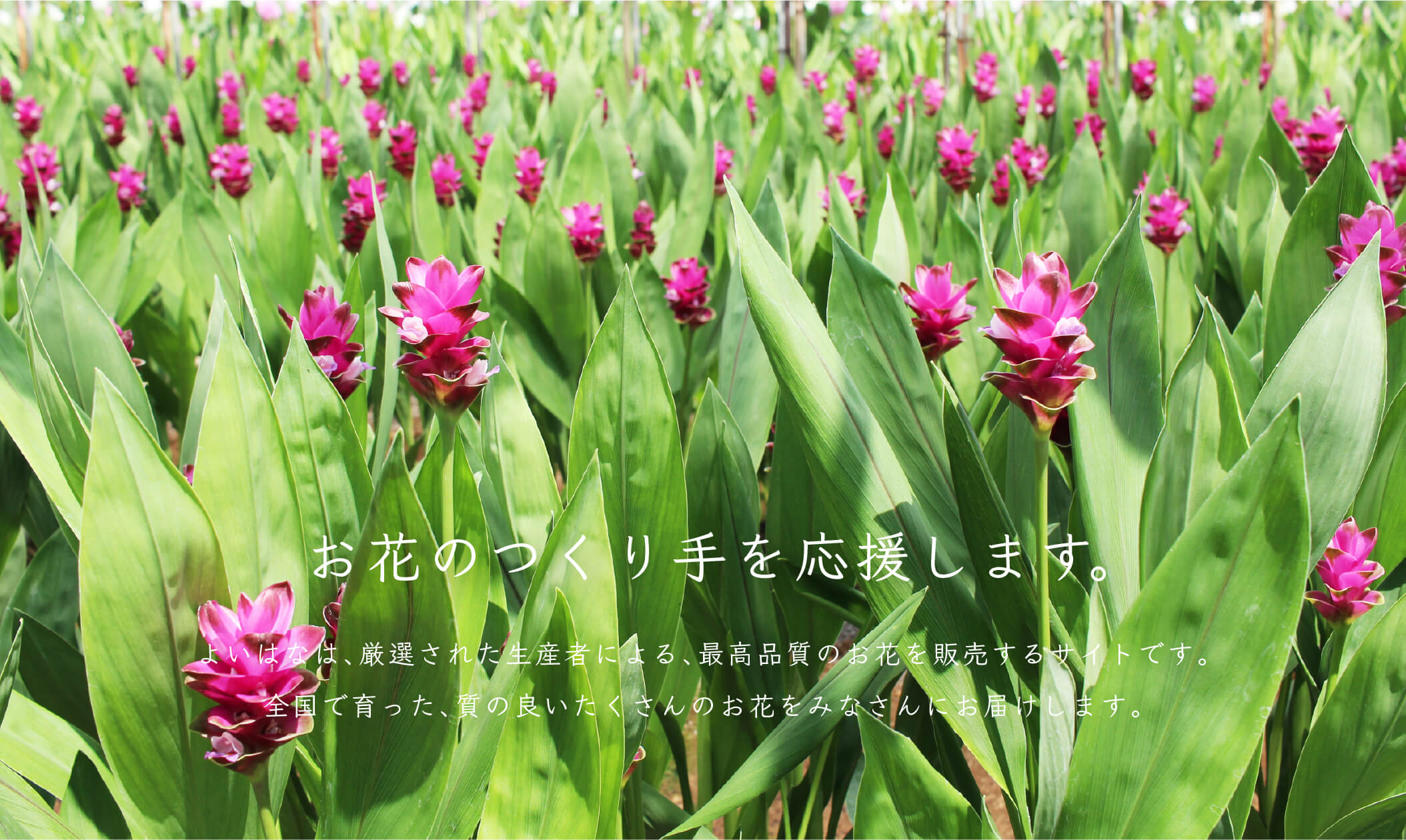 お花のつくり手 応援 クルクマを飾ろう 贈ろう よいはな Yoihana 最高品質の良い花の通販サイト