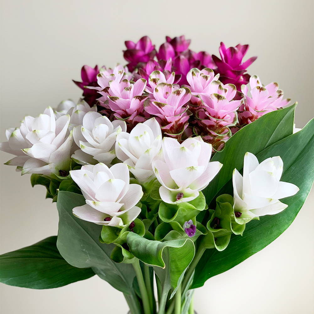 お花のつくり手 応援 クルクマを飾ろう 贈ろう よいはな Yoihana 最高品質のお花をお届けするネット通販