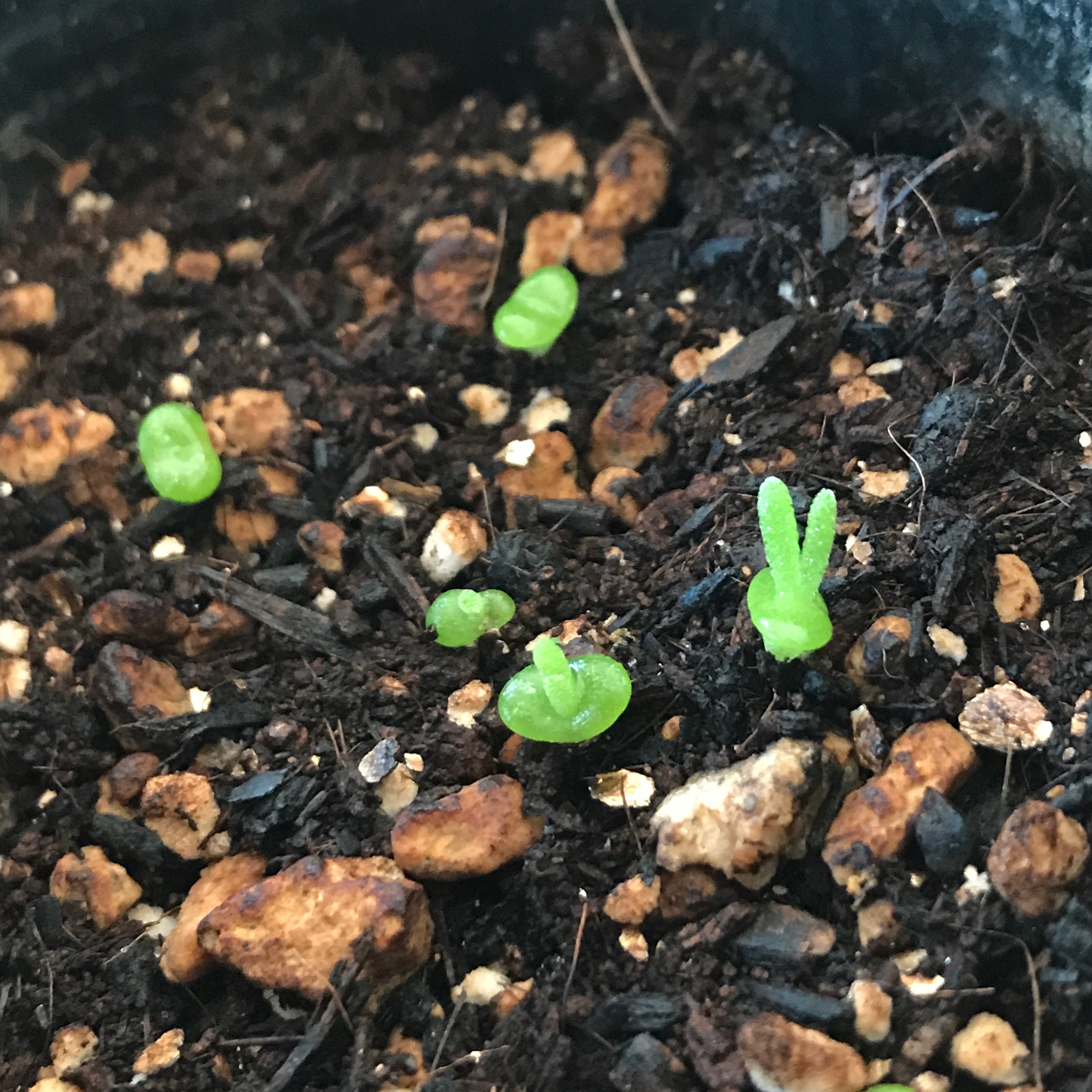 うさぎの耳の形で可愛い多肉植物 モニラリア の紹介です たにくほんぽ