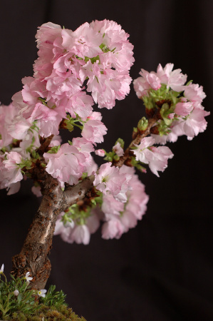 花終わりの特別価格セール！！！　旭山桜の盆栽！🌸