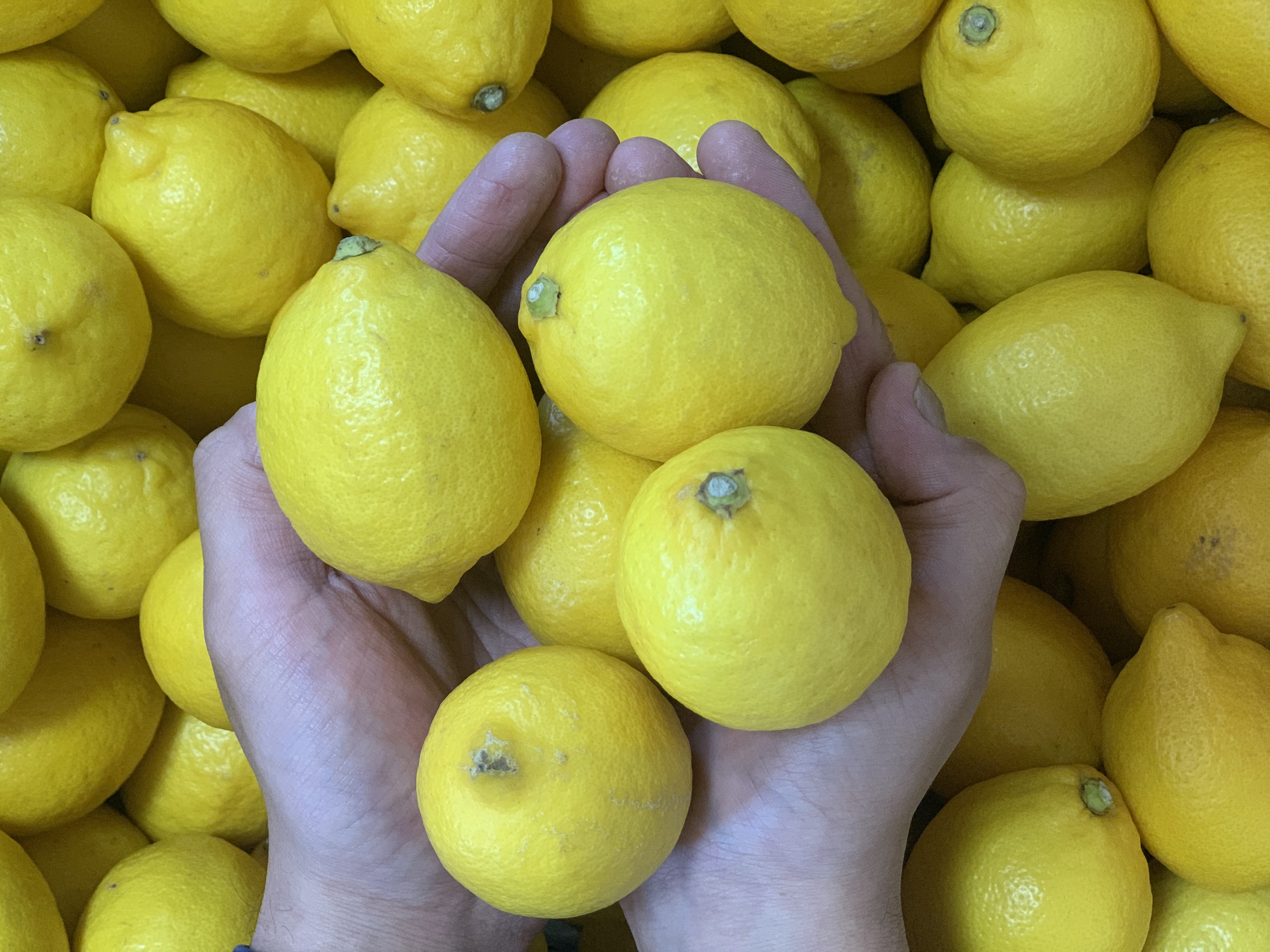 毎朝をポジティブに整える「レモン水」の魅力とは！？