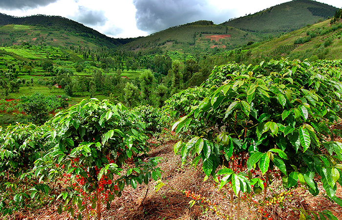 コーヒーを買ってルワンダのコーヒー農家を支援！