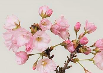 ことしはおうちで桜のお花見！