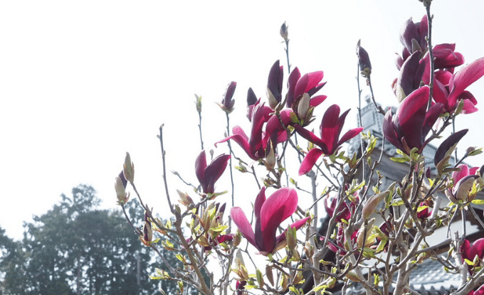 4月の御朱印は境内に咲いていた木蓮の花