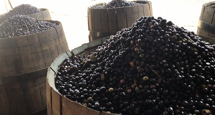 希少な珈琲豆　ワイン樽で発酵…