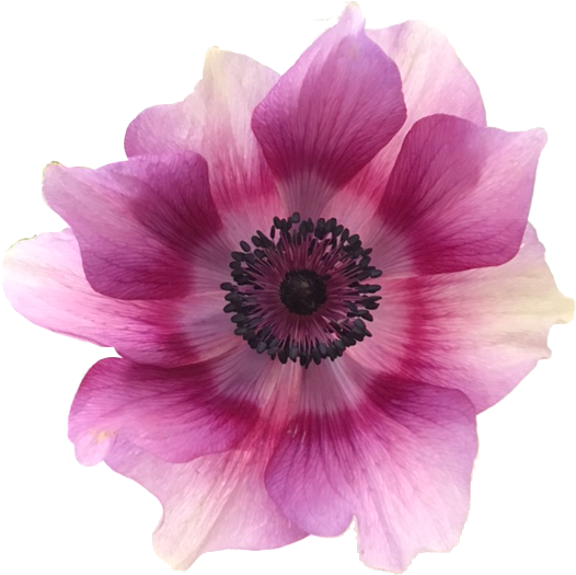 Flower Anemone Mug 87 花のある暮らし Flower Anemone Mug 87 花のある暮らし
