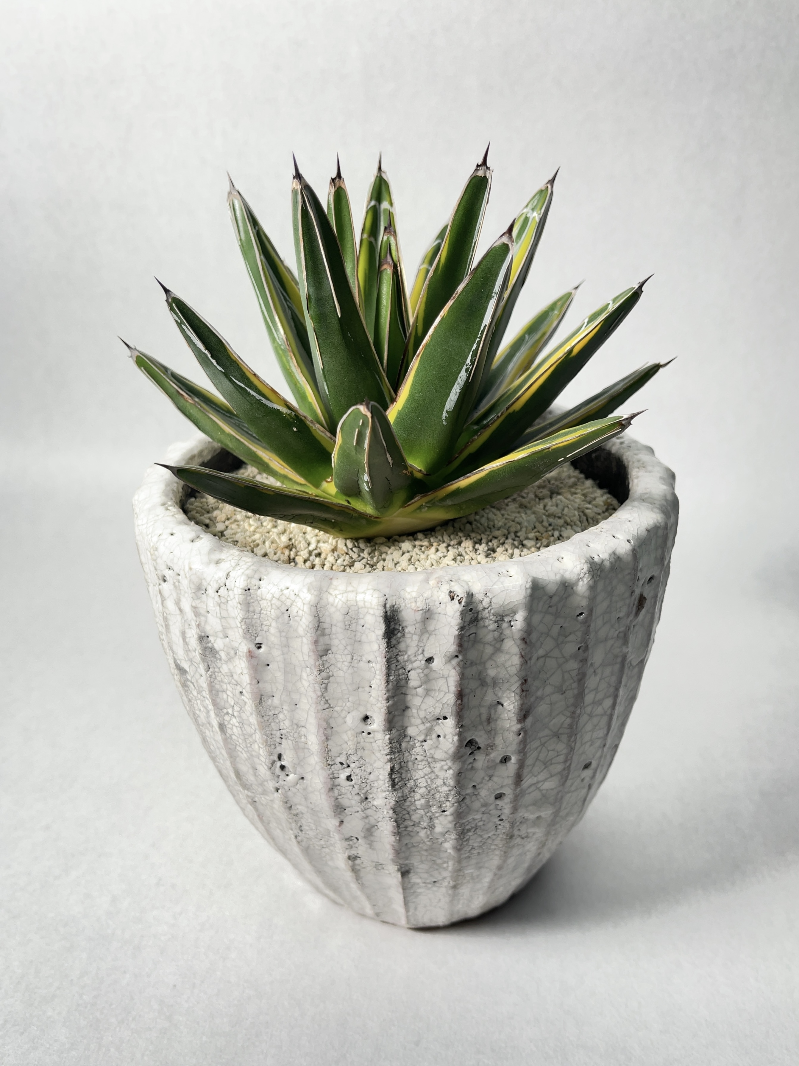 アガベ 笹の雪黄覆輪 Trigger