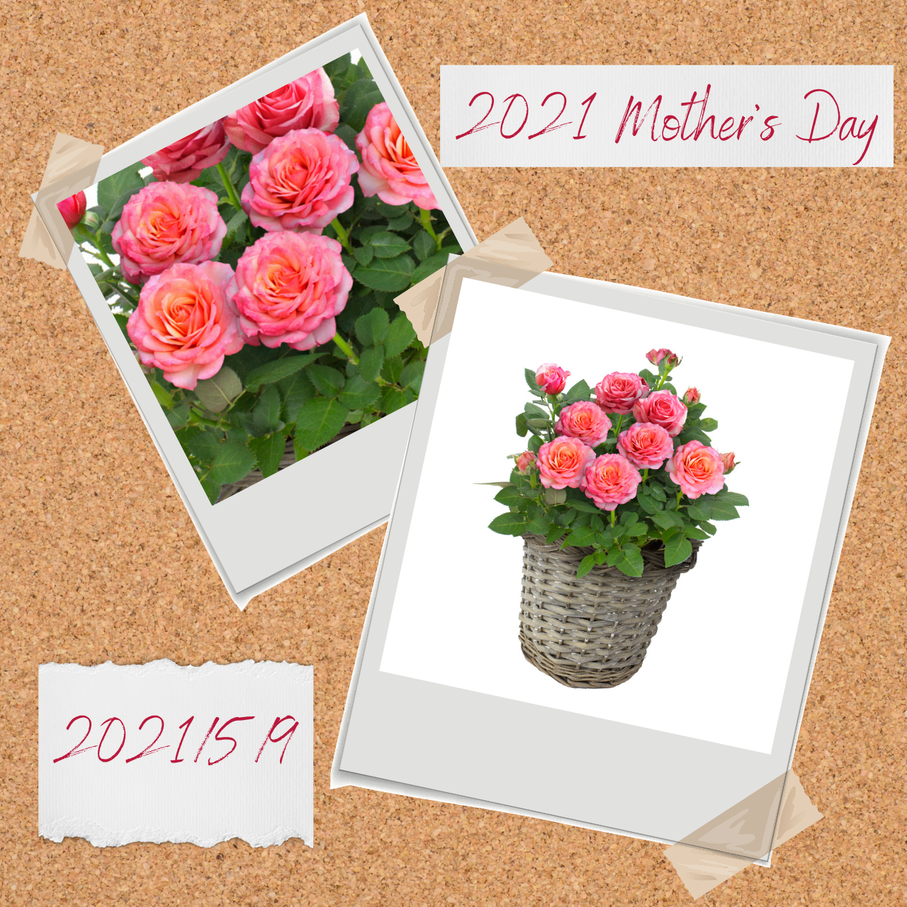 21 Mother S Day バラ鉢植え Pink 母の日 鉢植え バラ 母の日ギフト 母の日 バラ バラ 鉢植え フラワーギフト フラワーギフト専門店 Conoka Online Shop お花や観葉植物で記念日を彩る