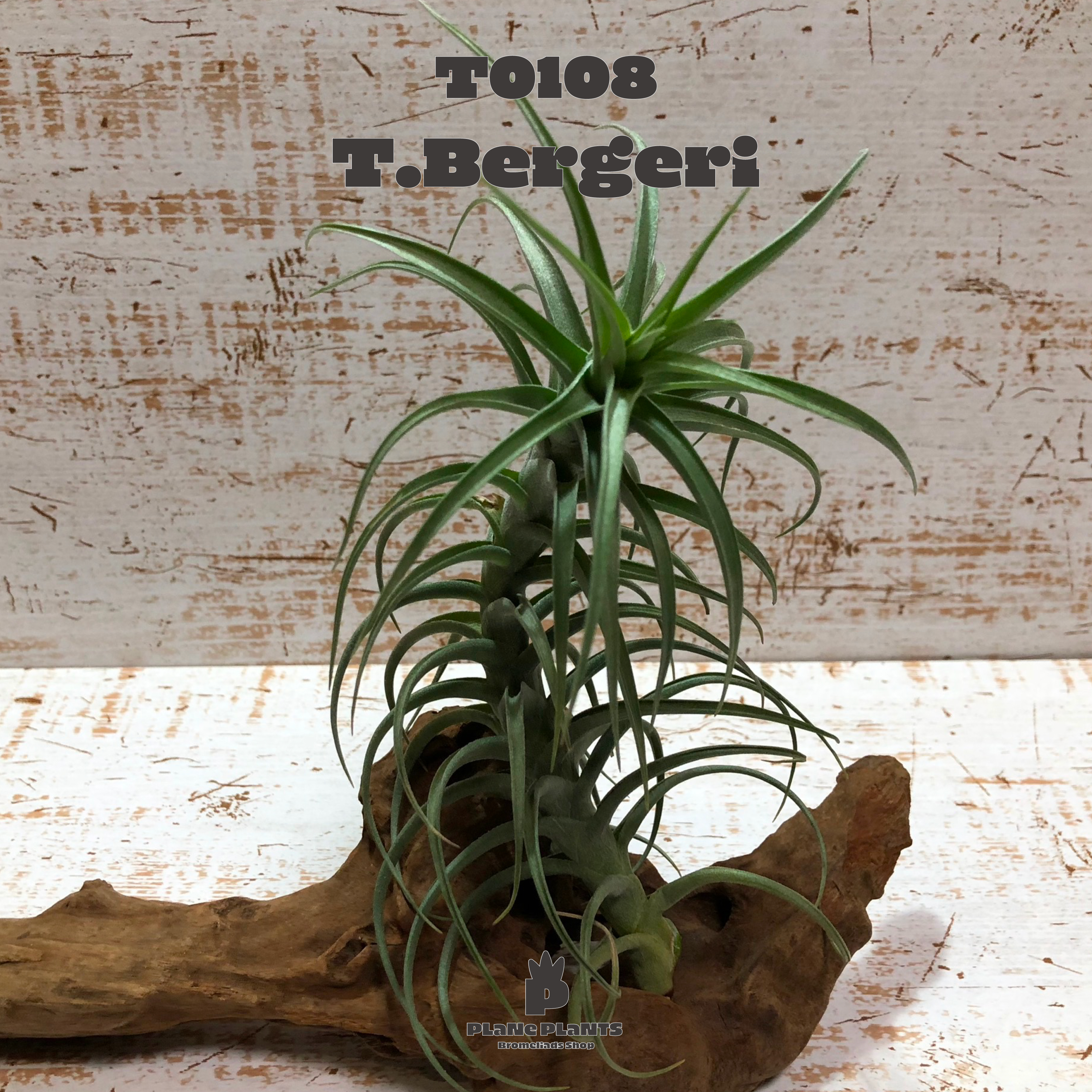 送料無料 ベルゲリ エアプランツ 現品発送t0108 Plane Plants