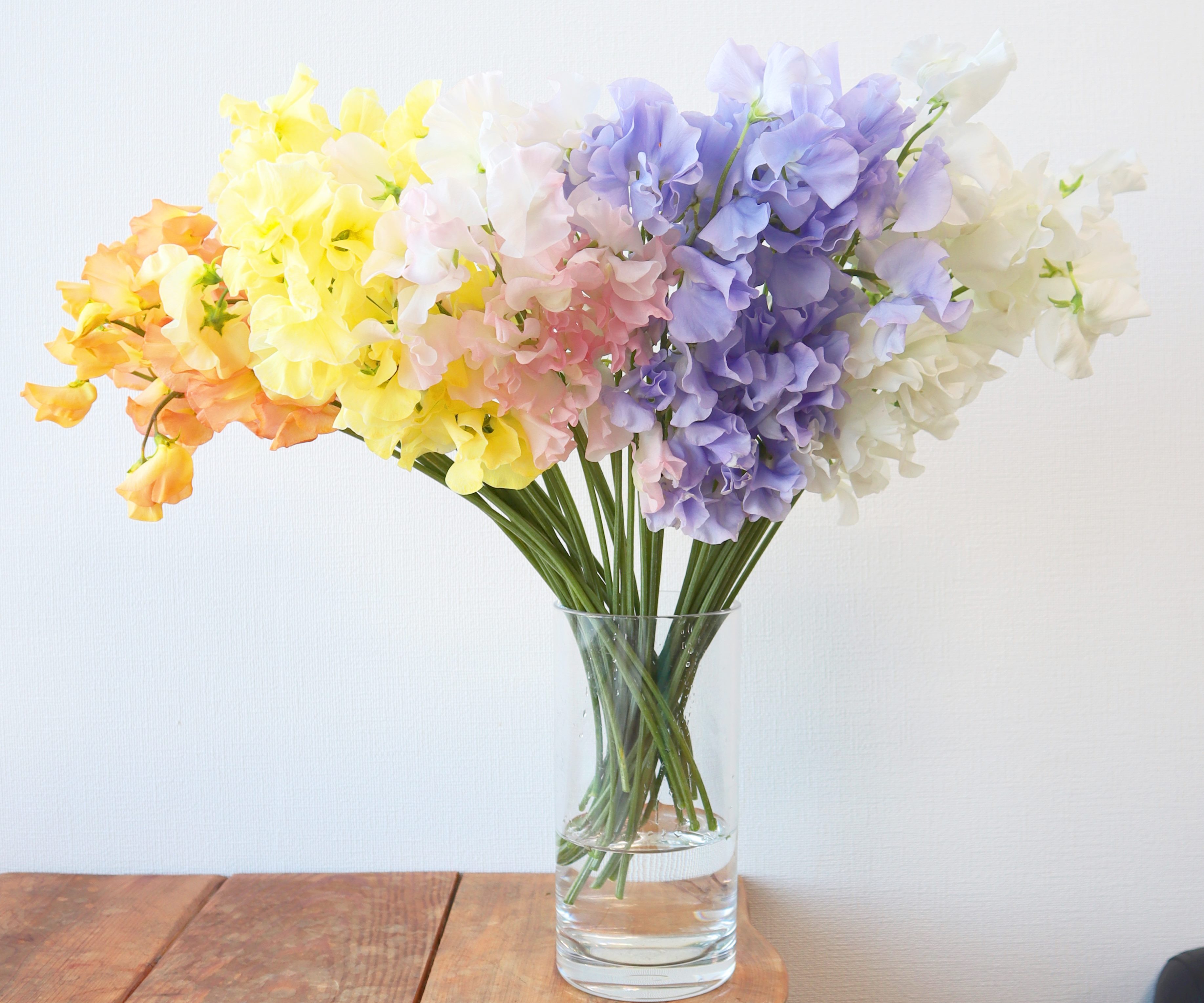 新商品 スイートピーパステルカラー5色セット 50本入り Jp Farmers Com