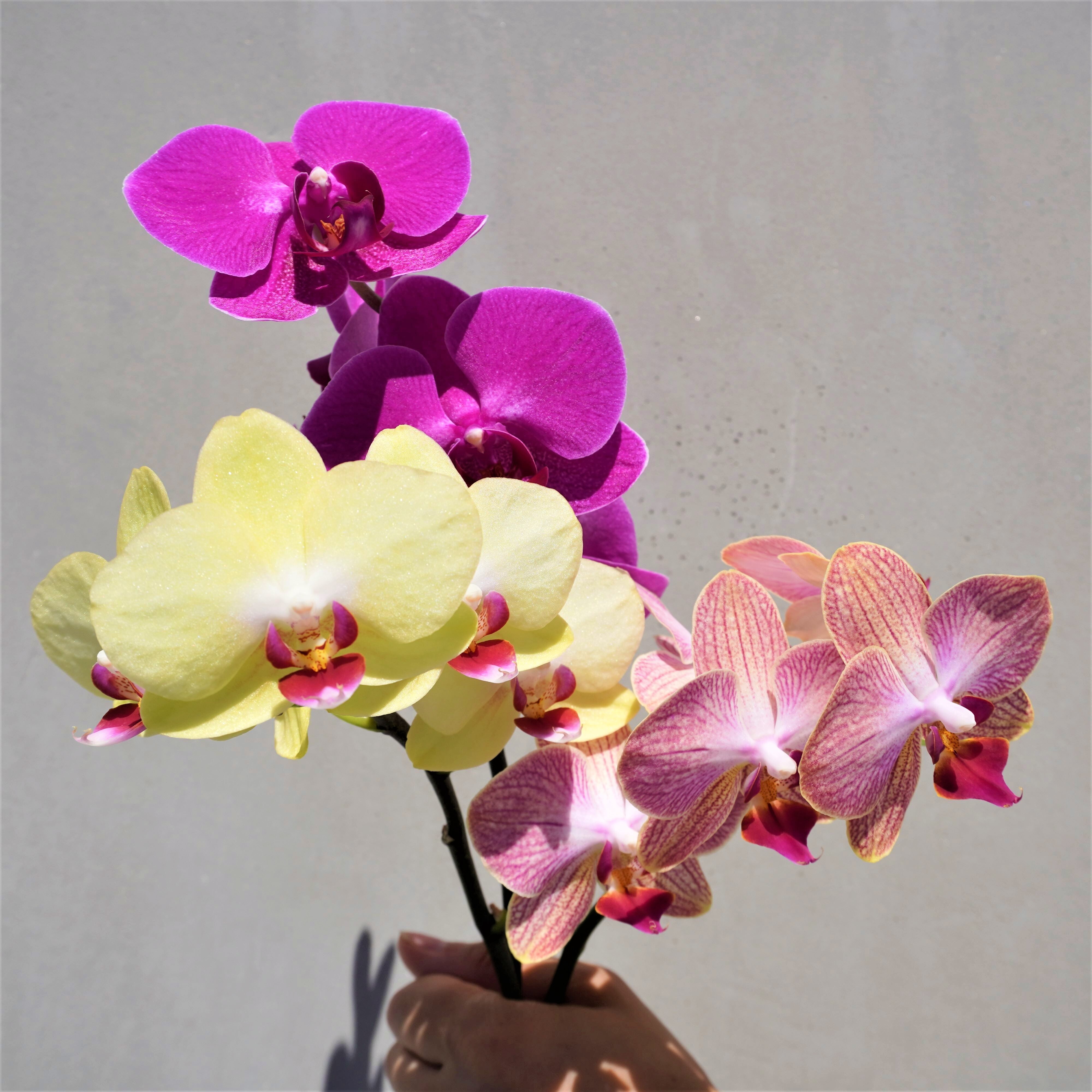 日野洋蘭園 ミディファレノ3本セット 送料込み よいはな Yoihana 最高品質のお花をお届けするネット通販