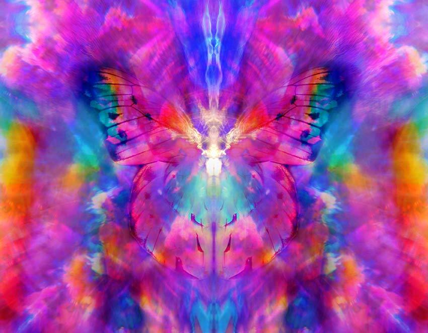 Angelic Butterfly Doni Amoris Japan