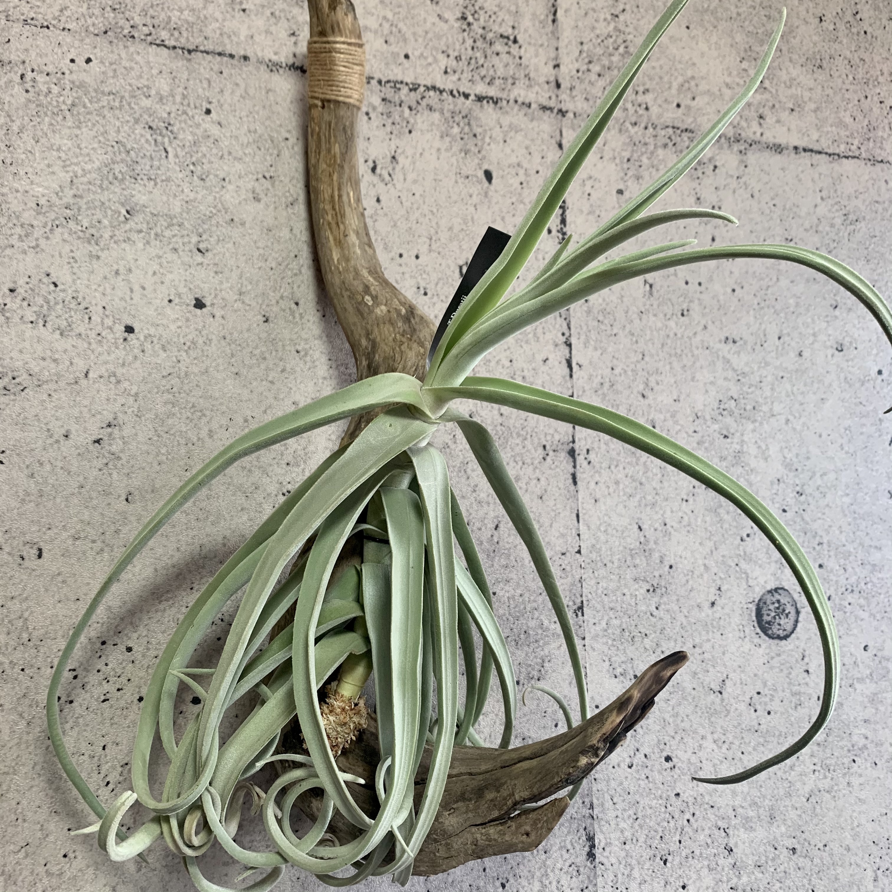 チランジア ドゥラティー 流木付け Planet Plants プラネットプランツ チランジア ドゥラティー 流木付け Planet Plants プラネットプランツ